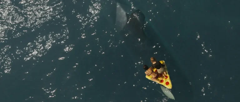 KILLER-WHALE (1)