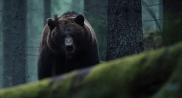 grizzly-rampage (1)