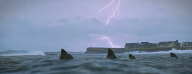 shark-trash (1)