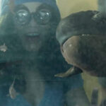 piranha-shark-header (1)