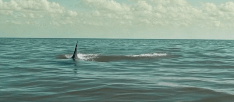 shark-frenzy-header