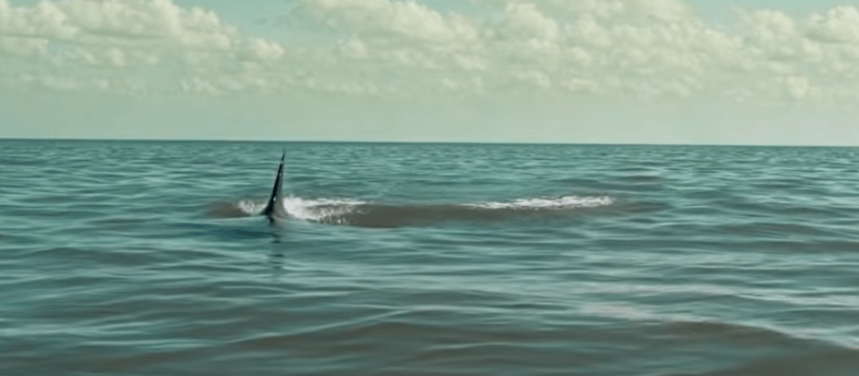 shark-frenzy-header