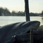 shark-lake-header (1)